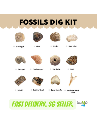 12 pcs FOSSILS Dinosaur Fossils Archaeological...