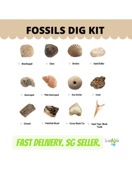 12 pcs FOSSILS Dinosaur Fossils Archaeological Science STEM Educational Toy Kit