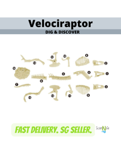 Dinosaur Fossils VELOCIRAPTOR Archaeological Science STEM... 2