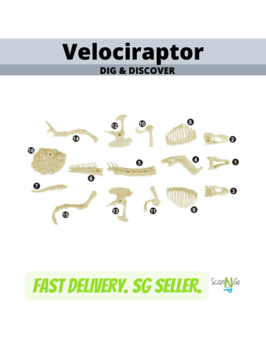 Dinosaur Fossils VELOCIRAPTOR Archaeological...