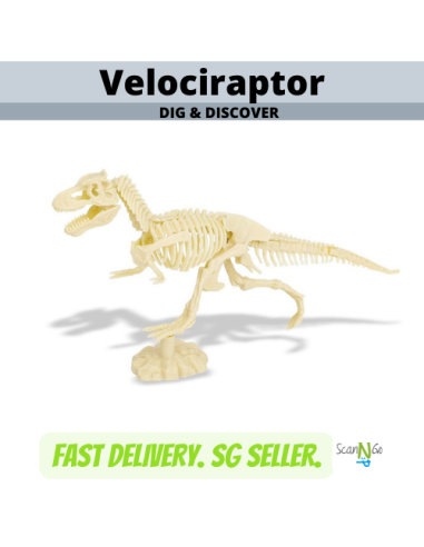 Dinosaur Fossils VELOCIRAPTOR Archaeological...
