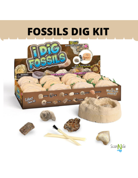 12 pcs FOSSILS Dinosaur Fossils Archaeological Science STEM Educational Toy Kit